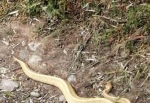 Πύθωνας εθεάθη απο περιπατητές στη Παλλήνη
