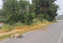 Ένα ακόμη νεκρό αδέσποτο στο Ωραιόκαστρο