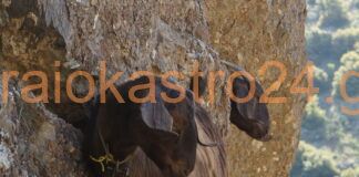 Κρήτη θύμισαν εικόνες στην Νεοχωρούδα Ωραιοκάστρου,βίντεο