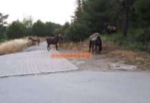 Μουλάρια ήταν έτοιμα να “εισβάλουν” στο Ωραιόκαστρο