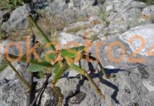 Μεγάλο είδος γρύλου στο Ωραιόκαστρο,βίντεο