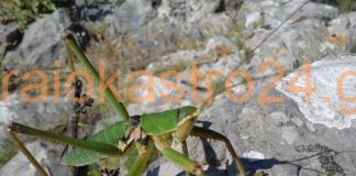 Μεγάλο είδος γρύλου στο Ωραιόκαστρο,βίντεο