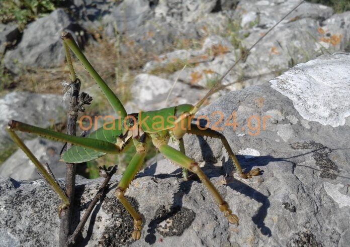 ΑΚΡΙΔΕΠΙΚΕΦΑΛΙΔΑ
