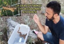 Βίντεο με την οχιά που βρέθηκε σε πάρκο της Θεσσαλονίκης