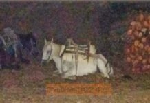 Καταγγελία για κακομεταχείριση ζώων στο Ωραιόκαστρο-Τι απαντούν οι υπεύθυνοι