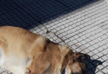 Ωραιόκαστρο: Ένα νεκρό σκυλί από φόλα – Το δεύτερο χαροπαλεύει