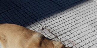 Ωραιόκαστρο: Ένα νεκρό σκυλί από φόλα – Το δεύτερο χαροπαλεύει
