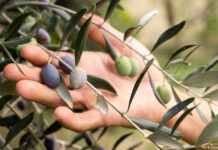 Η κλιματική αλλαγή απειλεί την ελιά και το κρασί