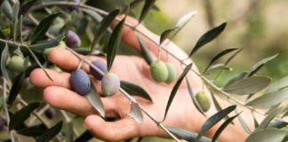 Η κλιματική αλλαγή απειλεί την ελιά και το κρασί