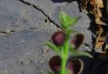 Η Αναγέννηση “Scutellaria”,βίντεο με ένα σπάνιο αργιολούλουδο