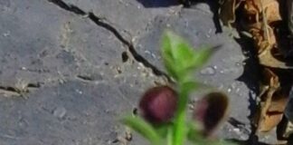 Η Αναγέννηση “Scutellaria”,βίντεο με ένα σπάνιο αργιολούλουδο