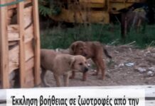 Έκκληση βοήθειας από την φιλοζωική Ωραιοκάστρου