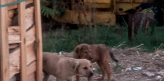 Παγκόσμια Ημέρα Αδέσποτων Ζώων: Τα αδέσποτα ζώα μας χρειάζονται όλους – Και στο Ωραιόκαστρο μένουν ατάιστα