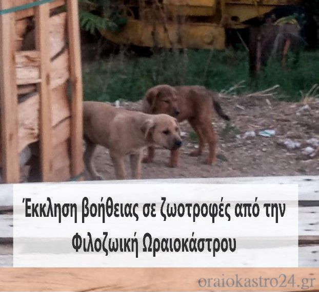 αδεσποτα