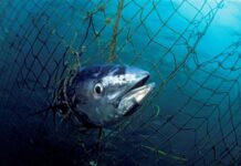 Η φύση καταρρέει: 68% μείωση πληθυσμών άγριας ζωής από το 1970