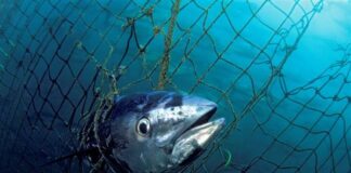 Η φύση καταρρέει: 68% μείωση πληθυσμών άγριας ζωής από το 1970