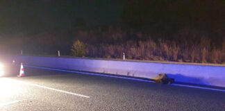 Νεκρή αρκούδα, μετά από τροχαίο, στην Εγνατία Οδό,βίντεο
