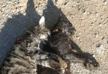 Ωραιόκαστρο: Φόλες μπροστά σε αυλές. 11 ζώα νεκρά