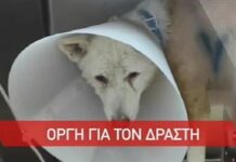 Απείλησαν να λιντσάρουν τον καθηγητή για την κακοποίηση σκύλου στην Νίκαια (βίντεο)