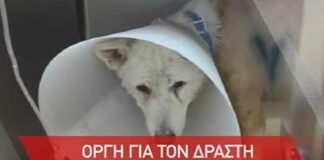 Απείλησαν να λιντσάρουν τον καθηγητή για την κακοποίηση σκύλου στην Νίκαια (βίντεο)