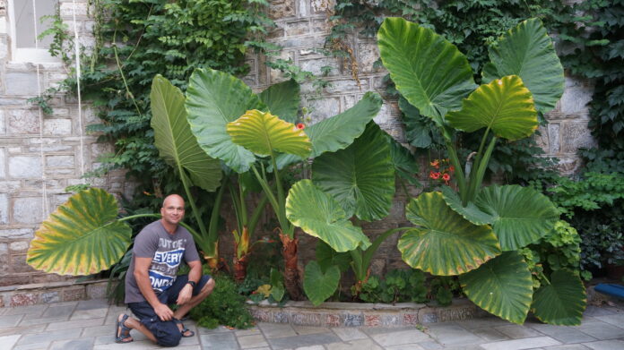 DSC07737 Κολοκασία η εδώδιμος (Colocasia esculenta)
