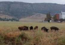 Προσοχή! Ημίαιμα αγριογούρουνα κυκλοφορούν στο Ωραιόκαστρο