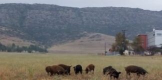 Προσοχή! Ημίαιμα αγριογούρουνα κυκλοφορούν στο Ωραιόκαστρο