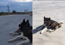 Χάθηκε ο σκύλος της φωτογραφίας – Δίνεται αμοιβή