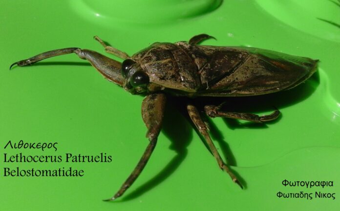 αντιγρ λιθόκερος ΄΄ Lethocerus Patruelis ΄΄ Belostomatidae