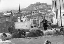 Βαριά πρόστιμα σε ιδιοκτήτες ζώων που προκαλούν ζημιές σε καλλιέργειες