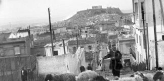 Βαριά πρόστιμα σε ιδιοκτήτες ζώων που προκαλούν ζημιές σε καλλιέργειες