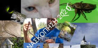 Όλες οι όμορφες εικόνες του 2020 σε ένα βίντεο