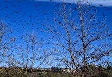 Χιλιάδες πουλιά στον ουρανό του Ωραιοκάστρου, βίντεο