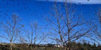 Χιλιάδες πουλιά στον ουρανό του Ωραιοκάστρου, βίντεο