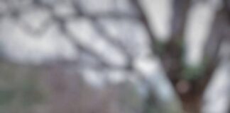 ΑΡΚΤΟΥΡΟΣ: Καταγγελία για τον κρεμασμένο λύκο