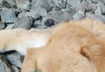 Κομμένο στην μέση βρέθηκε αδέσποτο στην Ν.Μαγνησία, σκληρές εικόνες