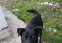 Ωραιόκαστρο- Κυκλοφορεί μόνο, το ψάχνει κανείς;