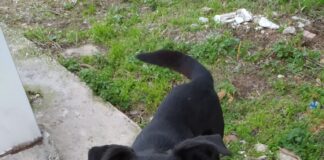 Ωραιόκαστρο- Κυκλοφορεί μόνο, το ψάχνει κανείς;