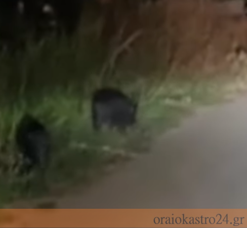 αγριογουρουνα