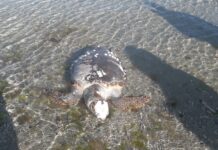 Θλιβερό ρεκόρ: Πάνω από 700 νεκρές θαλάσσιες χελώνες το 2020 στη χώρα μας