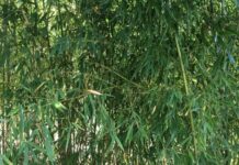 Ένα εξωτικό δάσος από μπαμπού στο Ωραιοκάστρου -Δημιούργημα του 90χρονου κ.Βαγγέλη, βίντεο