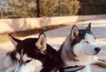 Χάθηκαν αυτά τα πανέμορφα σκυλιά – Μπορείτε να βοηθήσετε;