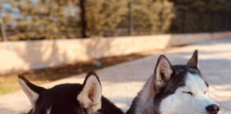 Χάθηκαν αυτά τα πανέμορφα σκυλιά – Μπορείτε να βοηθήσετε;
