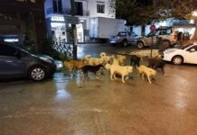 Ωραιόκαστρο αδέσποτα: Αδυναμία του δήμου – Οι υπαίτιοι να αναλάβουν τις ευθύνες τους