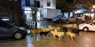 Ωραιόκαστρο: Ζωντανά τώρα έκτακτο δημοτικό συμβούλιο για τα αδέσποτα και τον προϋπολογισμό