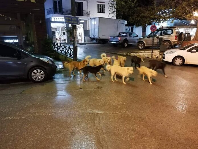αδεσποτα