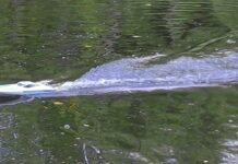Μικρό σκάφος στην λίμνη Ωραιοκάστρου, βίντεο