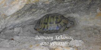 Διάσωση χελώνας μέσα από φρεάτιο στο Ωραιόκαστρο, βίντεο