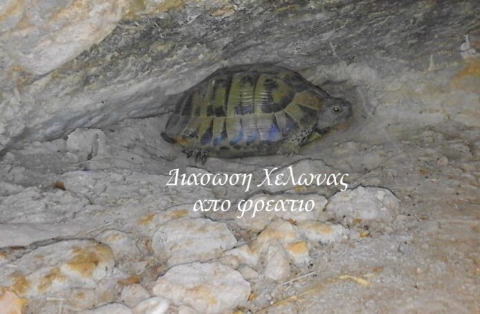 φωλια χελωνα 2