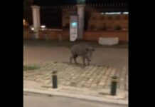 Καθηγητής ΑΠΘ για αγριογούρουνα στη Θεσσαλονίκη: Σοβαρό το πρόβλημα – Μόνη λύση η θανάτωση